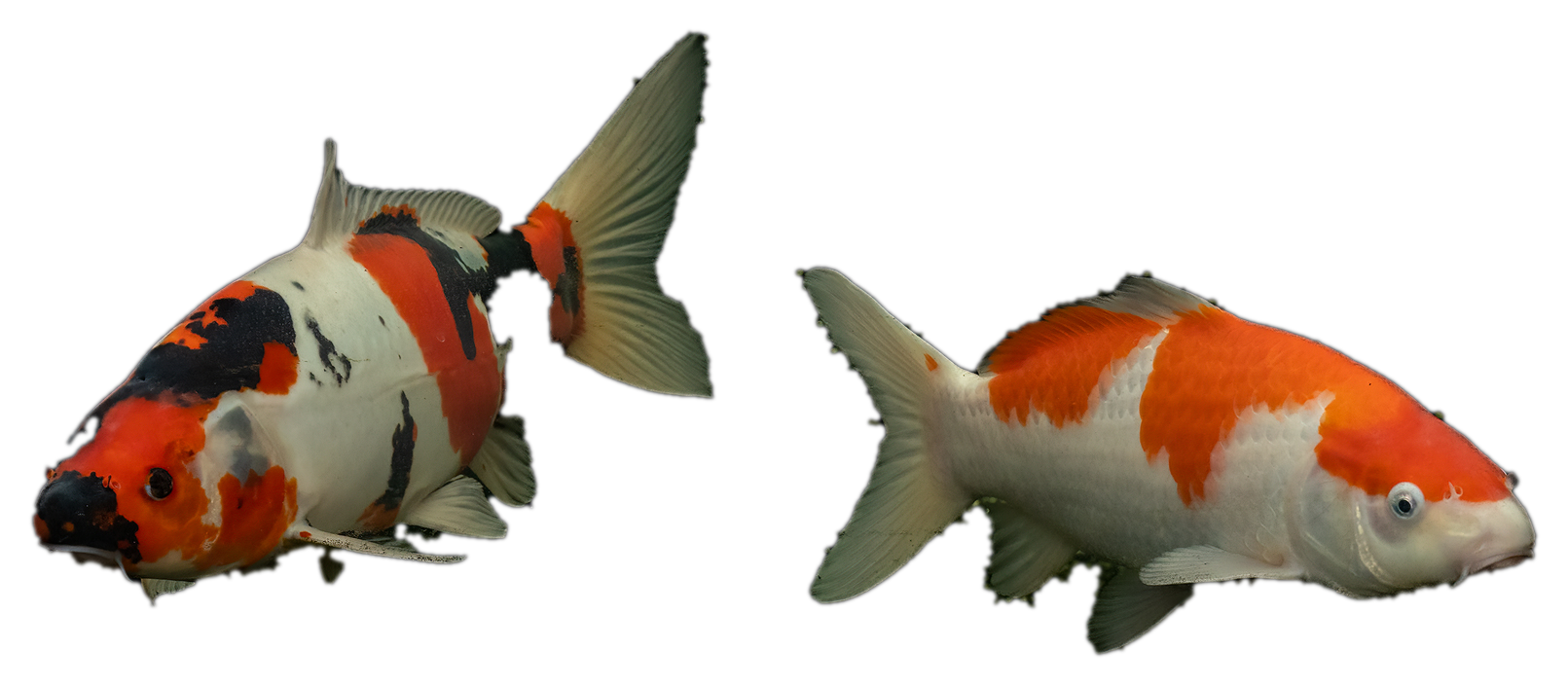 Two koi appearing to dance against a dark background