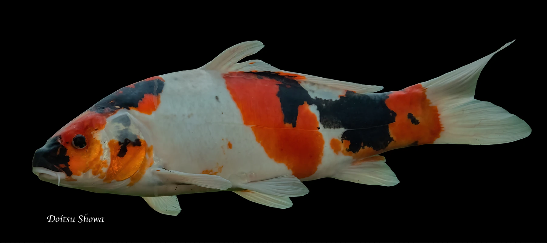 Koi from our pond photographed by Royston Packer