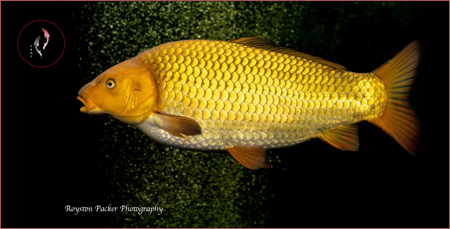 Koi from our pond photographed by Royston Packer