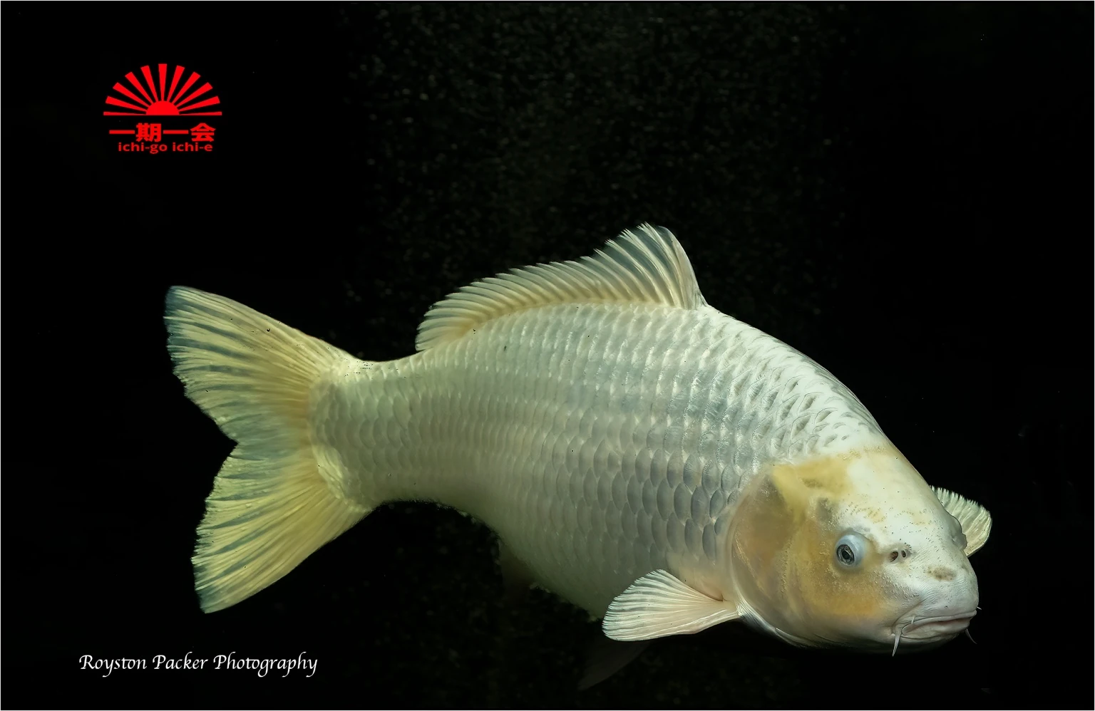 Koi from our pond photographed by Royston Packer