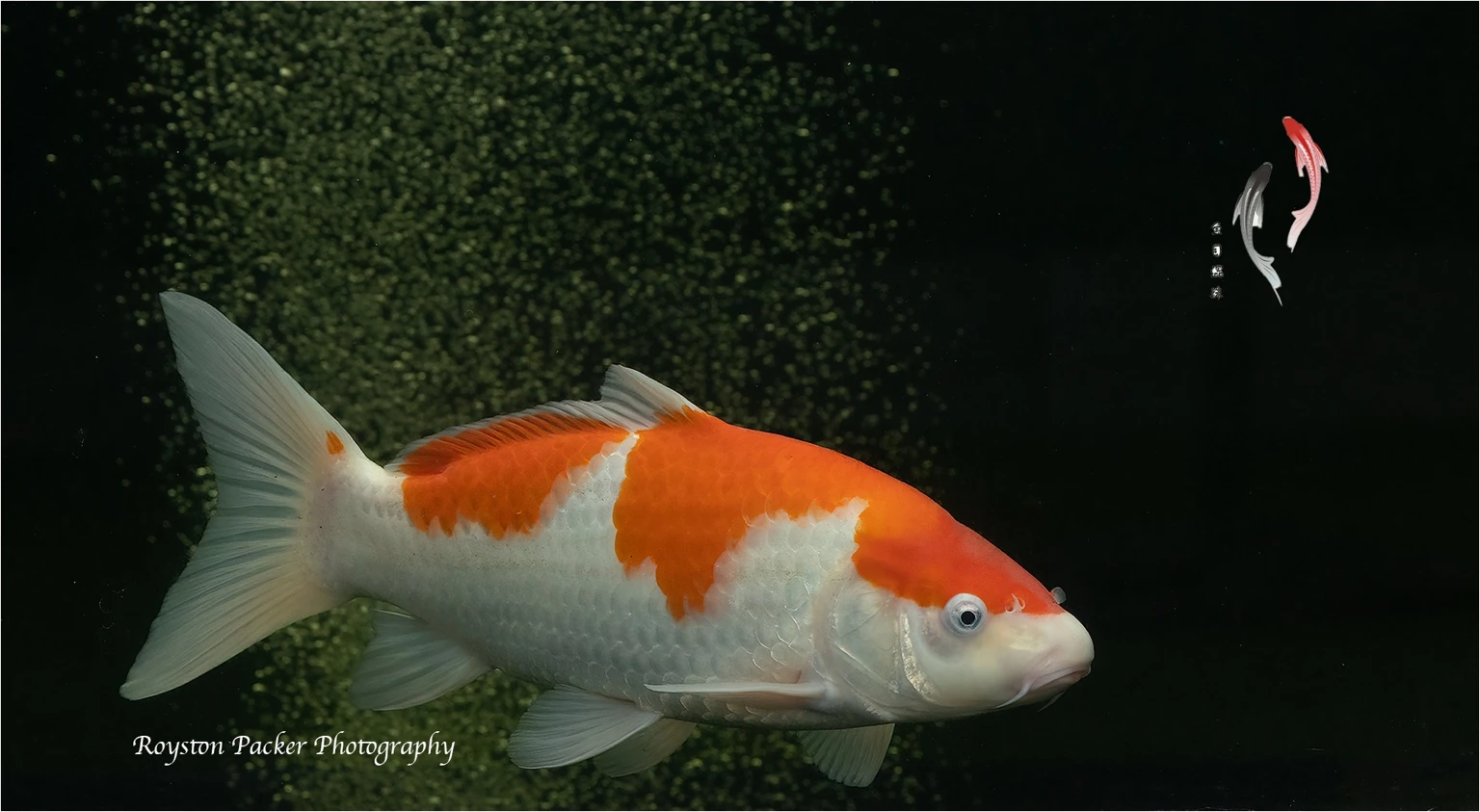 Koi from our pond photographed by Royston Packer