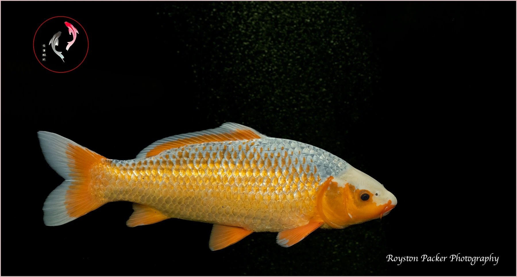Koi from our pond photographed by Royston Packer