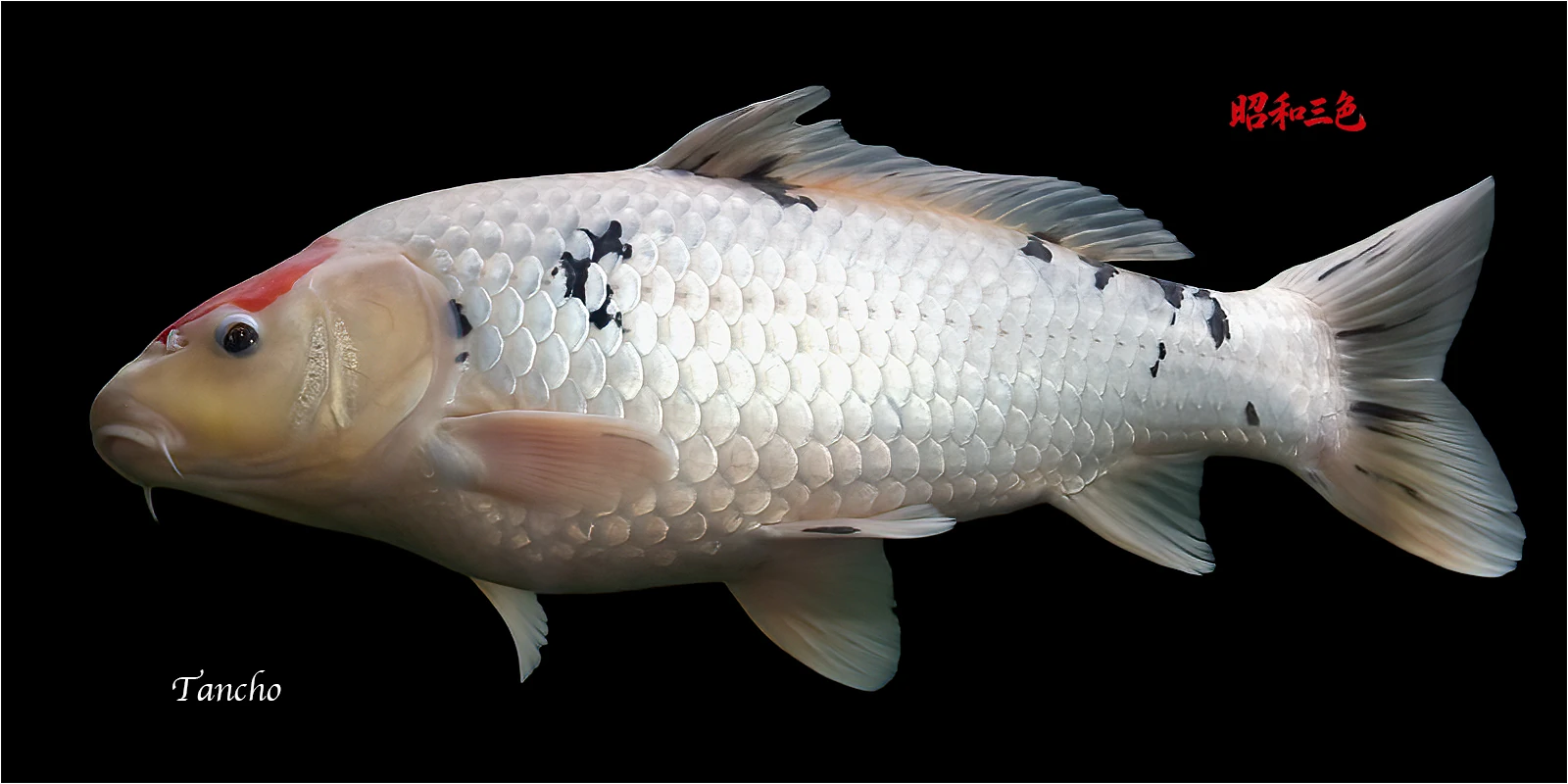 Koi from our pond photographed by Royston Packer