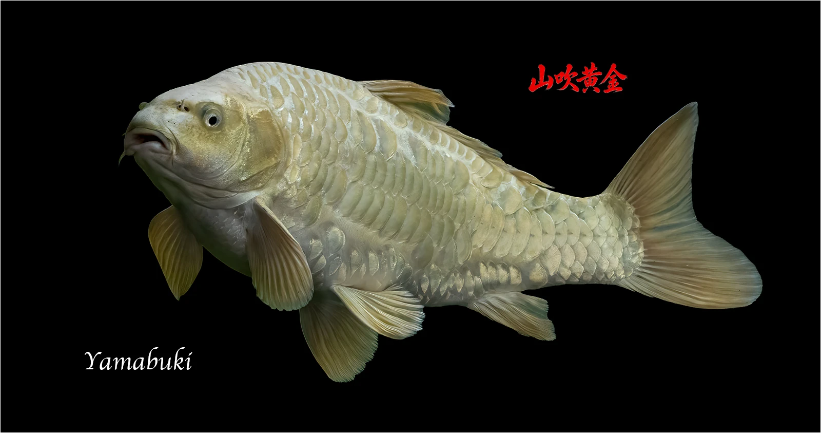 Koi from our pond photographed by Royston Packer